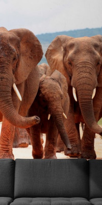 Állatos poszter TPALL010